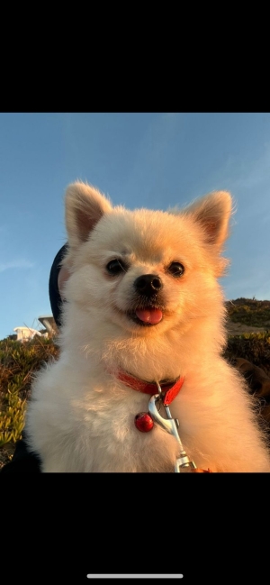 Spitz femelle 1 an sur casablanca