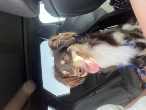 Chien adorable à adopter 🐾