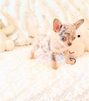 Chihuahua toy exotique