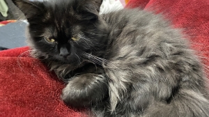 Chaton persan 3 mois ( Chinchilla) trop adorable