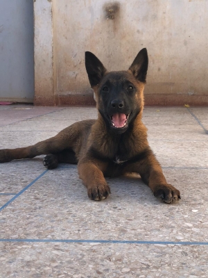 Des chiots charbonnees pure race