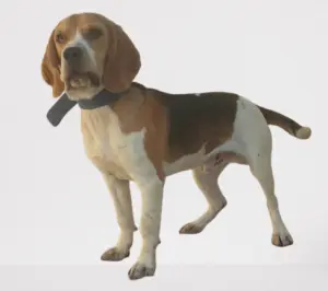 Mal beagle ag 11 mois