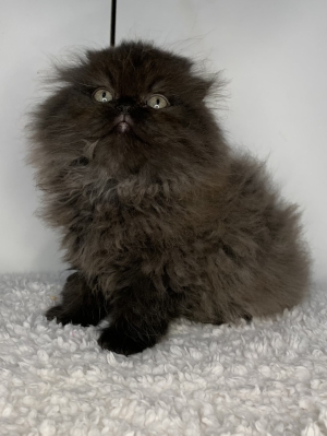 Chat Scottish fold highland