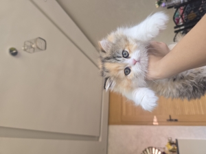 chaton  british  long hair