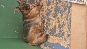 Femelle berger allemand pedigree