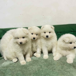 Chiots samoyède russe