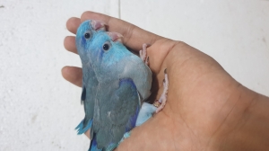 ببغاء القزم // فوربيس