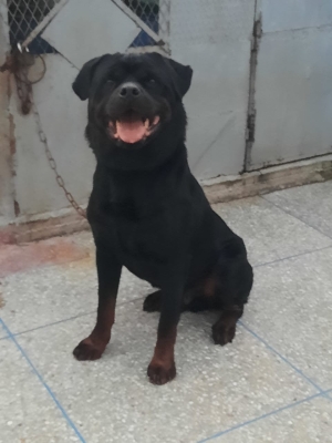 Super male rottweiler race pure