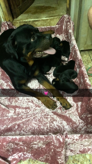 Rottweiler Royal a vendre