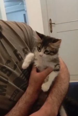 jolie petit chat femelle 2 mois , gratuitement