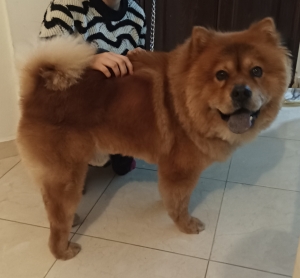Chow chow pure race 10 mois