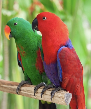 Couple Eclectus (rare)