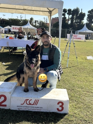 Super Chiot male berger allemand pedigree