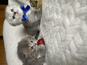 Chatons scottish fold
