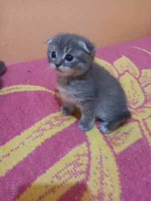 Chatons Scottish fold et straight