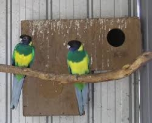 Barnarduis  ou 28 parrots  ou rinh  لينكولين