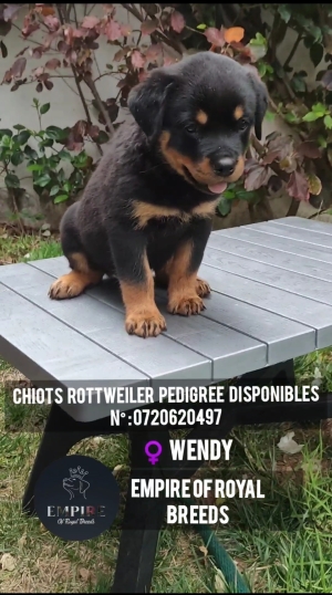 Chiots rottweiler pedegree