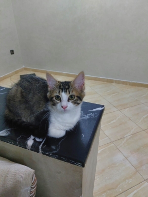 chat (femelle) de 4 mois pour adoption