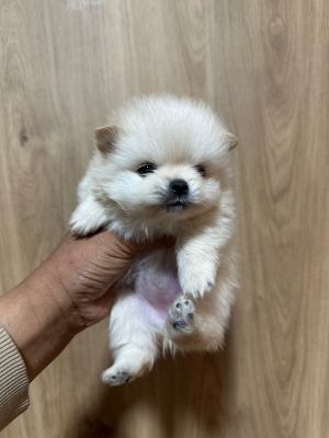 Très Beaux Chiot Spitz