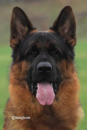 Deux Chios berger allemand