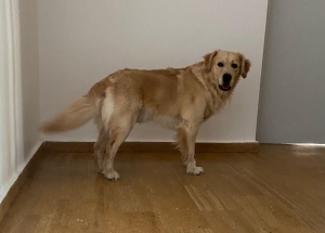 Golden retriver