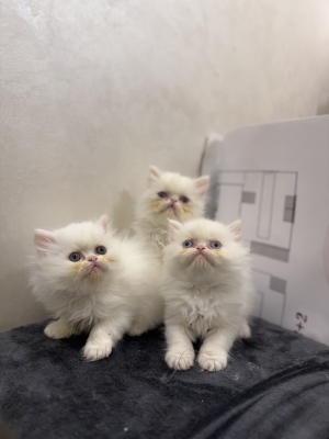 Chatons persan adorables