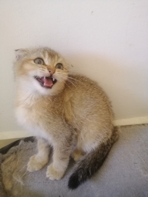 Scottish fold femelle