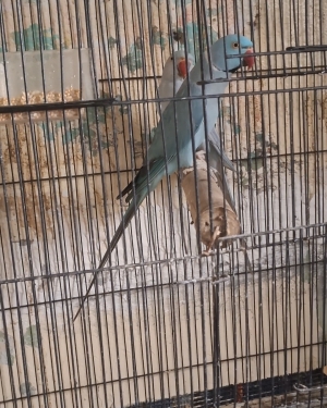 Couple de Perruche a collier