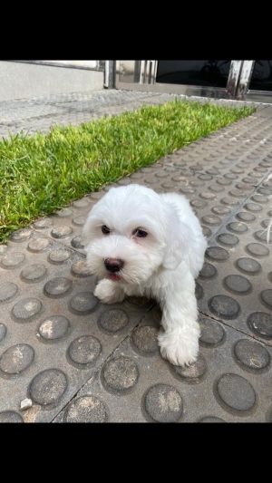 Bichon maltais
