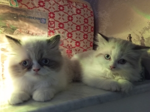 Chaton Persan Chinchilla