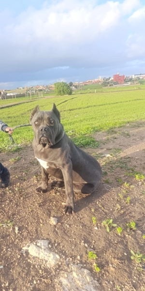 Cane corso