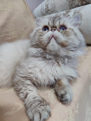 Male persan race pur