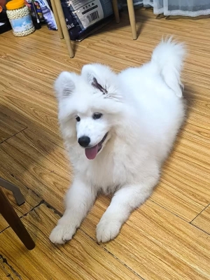 Samoyède femelle à vendre