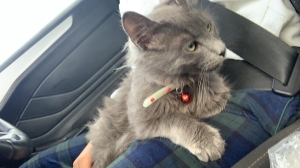 Vente chat male 6 mois