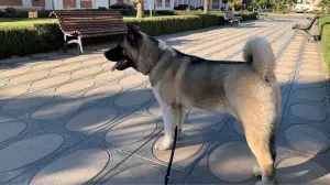 Akita Americain
