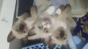 Chaton ragdoll-siamois