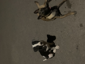 Américain Staffordshire