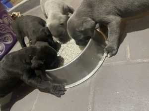 Chiots cane corso