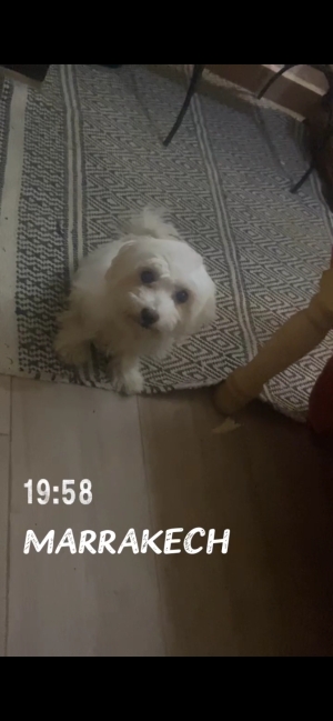 Petite femelle bichon havanais