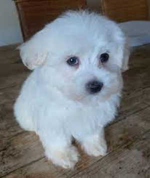 BICHON MALTE