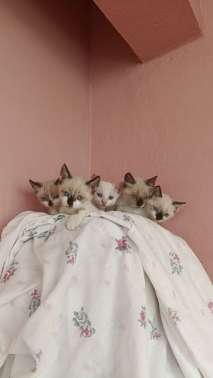 Chatons siamois pure race