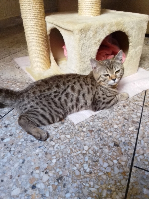 Bengal+persian