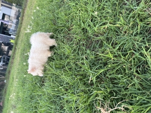 Chiot samoyede race pure