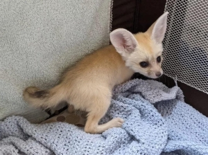 Fennec