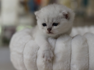 Chatons scottish straight femelle Silver Shell avec pedigree