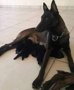 Super chiots malinois charboni