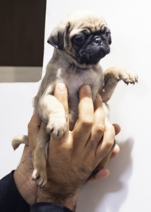 Disponibles magnifiques chiots carlin