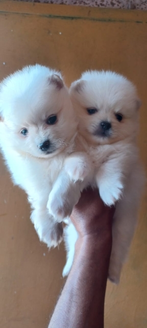 Magnifique Chiots Spitz nain