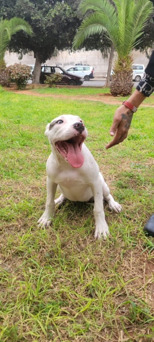 Femelle dog argentin