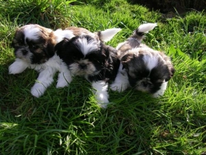 Shih tzu